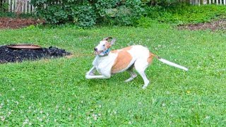 Adopted greyhounds first time in new backyard he celebrates with zoomies [upl. by Anavoig850]