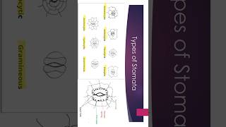 types of stomata  Bsc biology [upl. by Ahsilram835]