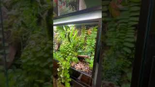 Terribilis Terrarium Trim Timelapse [upl. by Omissam]