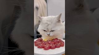 Cat Loves Eat🥩🍳ASMR Cat Mukbang asmr mukbang cat cute catvideos pets shorts [upl. by Caves]