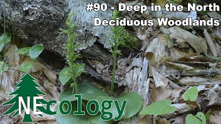 NEcology 90  Deep in the North Deciduous Woodlands [upl. by Richella]