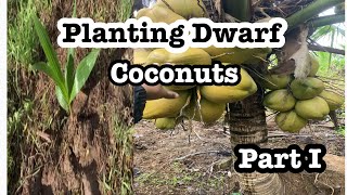 Dwarf Coconut Farming Part 1 Paano mag tanim ng Dwarf Na Niyog [upl. by Cale]