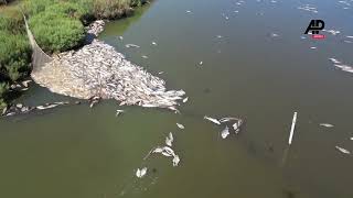 Mass fish dieoff strikes Orbetello lagoon in Tuscany [upl. by Onailimixam]