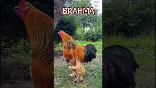 Brahma chicken The giant king of all poultry brahmarooster brahmachicken hühner rooster 🐓 [upl. by Beret]