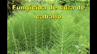 Decocción de cola de caballo como fungicida [upl. by Anasiul358]