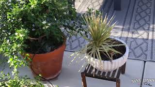 Moving plants on to the Patio for shade [upl. by Conners142]