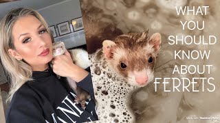 Watch This Before Buying a FERRET [upl. by Nimar]