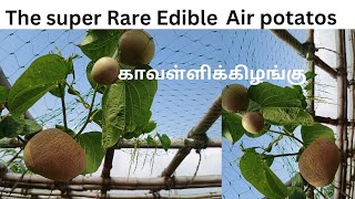 நம்மமாடித்தோட்டம்airpotatoகொடிஉருளைDioscorea bulbiferagardenytsmallyoutuberhealthandwellness [upl. by Nomled]