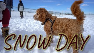 Hugo My COCKAPOO Puppy Diary SNOW DAY w Vida my Friend [upl. by Jamel]