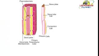 9th CBSE Biology tissues video session 7 [upl. by Eelrebmyk]