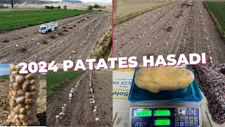 1 PATATES 1284 GRPATATES HASADI BAŞLADI FİYATLAR NASIL [upl. by Eiddal]