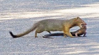 Mongoose Rips Out Lizards Eyes [upl. by Afaw]