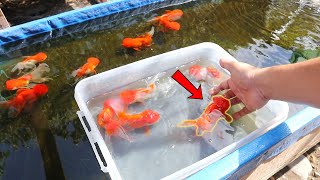 HOW TO BREED Ranchu GOLDFISH with great SUCCESS [upl. by Adiaj]