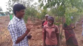 500 palm seeds planting  பனை விதைகள் நடும் முயற்சி [upl. by Greta]