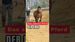 Das Pferd ist sehr stark ‼️ Reaction alexfarcas99cay [upl. by Yenots]