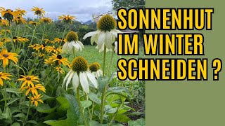 Sonnenhut schneiden  Mit einem Rückschnitt der Blüten fördert ihr die Winterhärte [upl. by Kele]