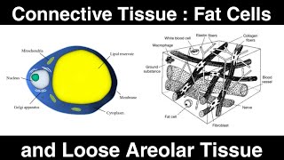 Connective Tissue  Fat Cells and Loose Areolar Tissue [upl. by Candice]