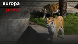 Llegan al Zoo Aquarium de Madrid dos tigres siberianos especie en peligro de extinción [upl. by Aiuqenehs170]