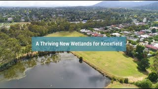 A Thriving New Wetlands for Knoxfield [upl. by Allevon992]