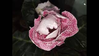 Gloxinia 19 October 2024 [upl. by Aldis]