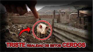 𝗔𝗻𝘁𝗲𝘀 𝗱𝗲 𝗖𝗢𝗠𝗘𝗥 𝗖𝗛𝗔𝗡𝗖𝗛𝗢🐷 𝗺𝗶𝗿𝗮 𝗲𝘀𝘁𝗲 𝗩𝗜𝗗𝗘𝗢   peru chancho porcinos villamariadeltriunfo [upl. by Browne]