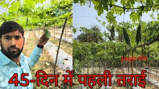 pargati करेला l 45दिन में फलन l प्रगति करेला vegetable Randhir kushwaha [upl. by Kohn233]