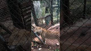 Lionesses at the Nairobi Animal Orphanage 😍😍 lioness ytshorts nairobinationalpark wildlife [upl. by Suiramaj]