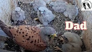 Dad Brings A Surprise Guest And Leaves – Watch As The Nestlings Wait For Mom To Feed Them [upl. by Eugor915]