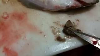 Supper gross Cymothoa Exigua Parasites hatched thousands of babies in Sand Dab San [upl. by Odlonra]