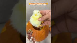 Ho trovato un cucciolo di pulcino dentro una zucca di Halloween e… [upl. by Whitney]