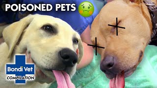 Poisoned Pets ☠ 🐾  Compilation  Bondi Vet [upl. by Anoynek235]