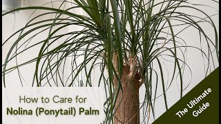 Ponytail Palm Care Tips and Tricks for a Thriving Nolina Palm Beaucarnea recurvata [upl. by Scheers398]