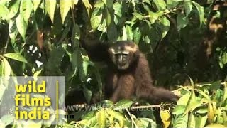 Noisy Hoolock gibbons from Nagaland [upl. by Trilby318]