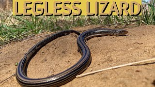 Legless lizards are awesome [upl. by Hum157]