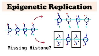 Epigenetic Replication during DNA Replication  Replicating histones and DNA methylation [upl. by Alikam]