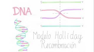 Modelo Holliday de Recombinación Genética [upl. by Patterman]