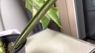 몬스테라 알보 일액현상 monstera albo Guttation [upl. by Eimmit]