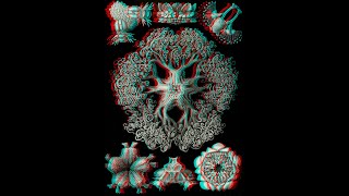 127 Ernst Haeckel 3D 1080p [upl. by Clothilde]