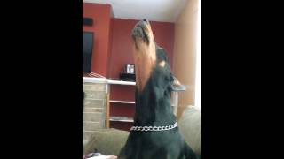 Doberman pinscher howling [upl. by Aeet]