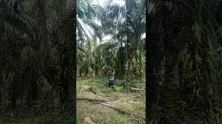 manenpokok tinggi slmsobatpanensawet [upl. by Marcos]