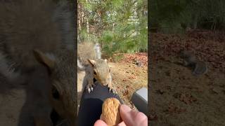 Aww the squirrely cuteness❤️🐿️ squirrelwhisperer melgsbackyardsquirreling [upl. by Dloreg]