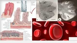 M204 Diferenças entre Necrose e Apoptose [upl. by Monjo]