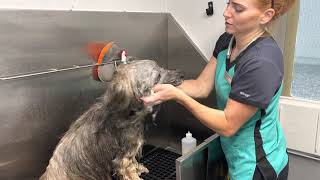 The Art of Grooming a Briard  PART 2 [upl. by Yuh]