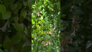 신기한 생물🫥 노란 털가슴이 귀여워 어리호박벌 Xylocopa appendiculata circumvolans Smith [upl. by Areip502]