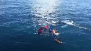 Swim with humpback whales in Hervey Bay [upl. by Marzi]