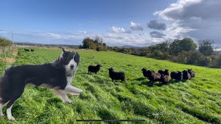 Amazing young sheepdog Big challenge  intense sheep herding [upl. by Eirelam727]