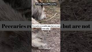 shorts peccaries animalfacts [upl. by Nocaj]