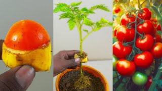 How to propagate tomato tree in a tomato seeds with banana [upl. by Waldner]