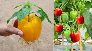 Try this tips on growing bell peppers in plastic bottles you wont have to buy peppers again [upl. by Vashtee725]