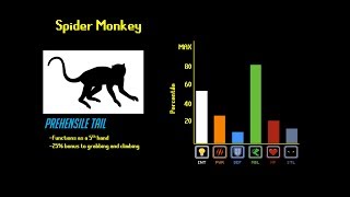 The Primate Tier List [upl. by Hamilah]